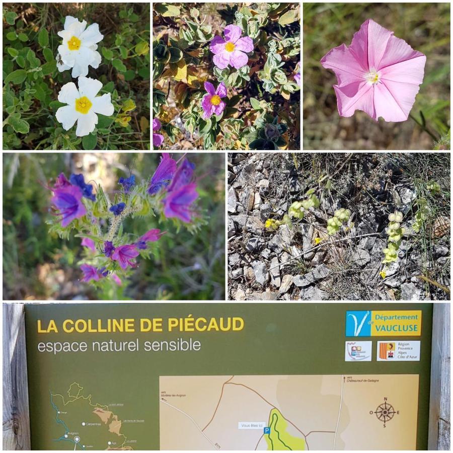 La Cabane Du Pesquier En Provence Caumont-sur-Durance Εξωτερικό φωτογραφία